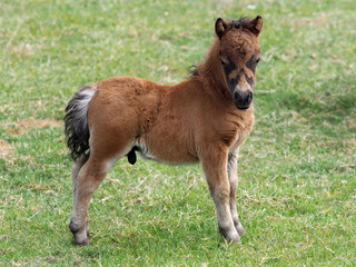 Tiny Foal