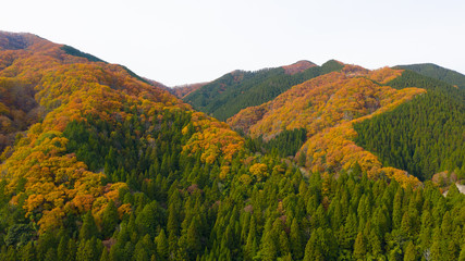 岐阜県 揖斐高原 紅葉 ドローン空撮