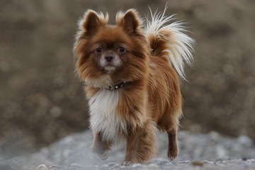 Chihuahua am See