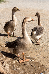 The three geese on the shore