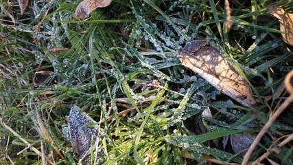 Frozen dew drops