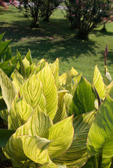 Summer vertical view of Canna flaccida leaves in the park garden with beautiful trees