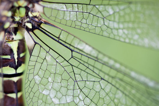 wing of a dragonfly with green background close up