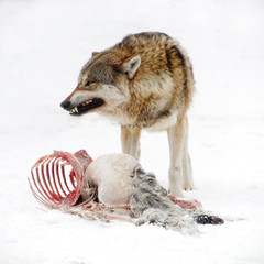 wild wolf growls and bares his teeth while he eats his prey in winter