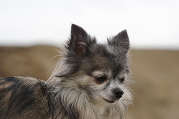 Chihuahua am See