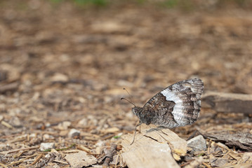 Rock Grayling (Hipparchia alcyone or hermione) is perfectly camouflaged in its surroundings.