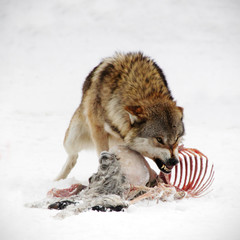 wild wolf growls and bares his teeth while he eats his prey in winter