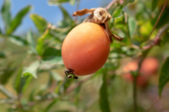 Exotic orange passion fruit or marakuya hanging on a branch. Shot on the island of Corfu, Greece.