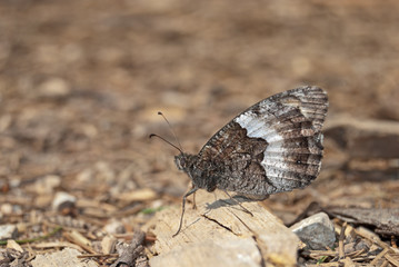 Rock Grayling (Hipparchia alcyone or hermione) is perfectly camouflaged in its surroundings.