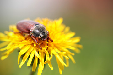 cockchafer bug sitting on a yellow dandelion