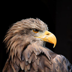 Closeup proud eagle head with yellow eyes and feathers on black background