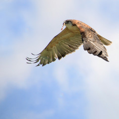 flying falcon raptor close-up in the sky with big wings and claws