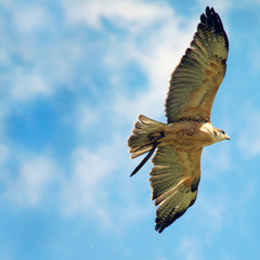 flying falcon raptor close-up in the sky with big wings and claws