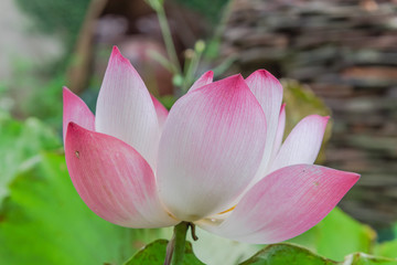 Blooming pink lotus flower with ceramic pot fountain jar in background