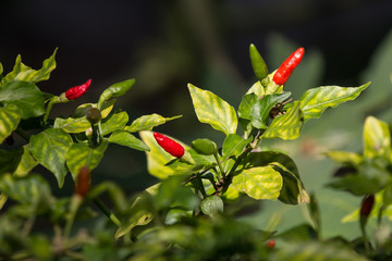 Chilli Padi or Bird's Eye Chilli