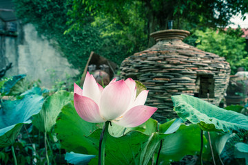Blooming pink lotus flower with ceramic pot fountain jar in background