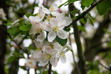 spring flowers of apple tree. Beautiful time