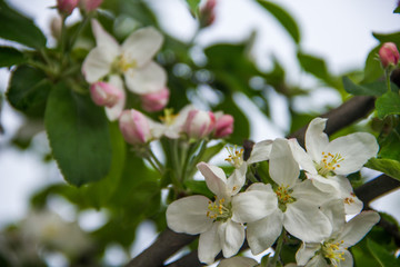 spring flowers of apple tree. Beautiful time