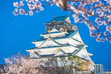 Fototapeta premium Osaka castle with full bloom cherry blossom beauiful Sakura tree at japan cherry blossom forecast pink asian flower perfact season to travel and enjoy japanese culture idea long weekend relax
