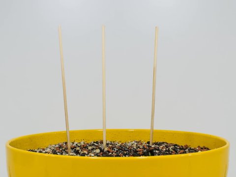 time lapse growing of pea plant