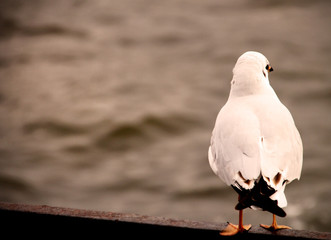 seagull siiting on a railing looking at the sea