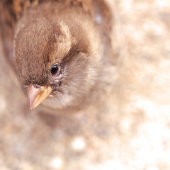 small brown field sparrow sits on the ground and looks into the camera