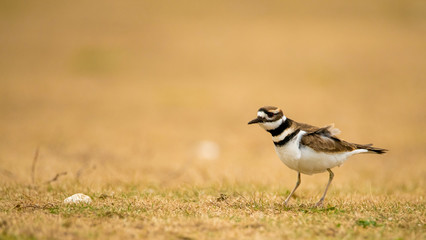 Killdeer Bird with Beige Blurred Background