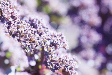 purple flower plant in sunlight in the garden closeup