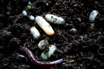 beetle lavas on soil , group of larvas on soil ,fat insect larvae