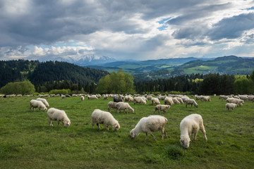 Sheep on a meadow in spring against the backdrop of the Tatra Mountains in Pieniny, Malopolskie,...