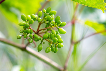 Green grapes ripening on a wine branch in spring.