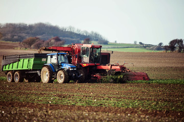 harvest beets in the fields in autumn