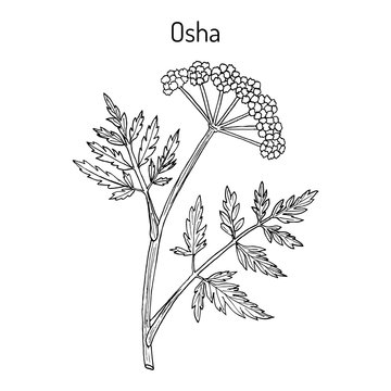 Osha Ligusticum porteri , medicinal plant