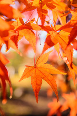 秋イメージ　紅葉の葉