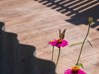 Pink blooming Zinnia violacea flowers with butterfly as natural romantic background with copy space.
