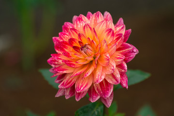 Fototapeta premium Dahlia