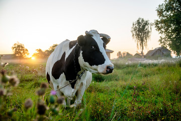 A cow is grazing in a meadow