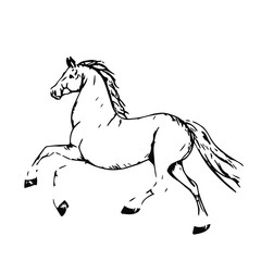 Obraz na płótnie Canvas Hand drawn horse vector isolated on a transparent background