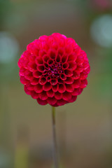 Dahlia