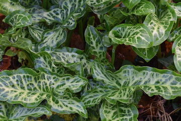 Obraz premium Variegated leaves in a hedgerow
