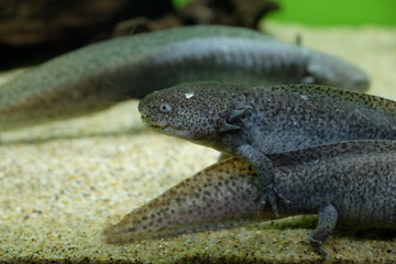 みんなで仲良く集まるメキシコトラフサンショウウオ達