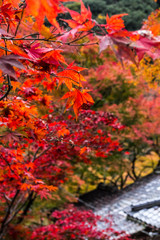 秋, 金, 苔, 銀杏, 紅葉, 寺, 壁, つた, 赤, 花, 植える, 自然, 葉, 木, くつろいで, 葉, とびら, 落ちる, 古い, 煉瓦, 色, 外側, 日本, カエデ, 落ち葉