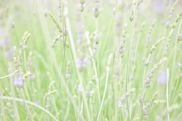 grass with water drops