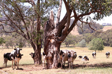 Daity cow pasture free range country photography