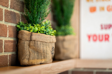 Green small plant tree in sack bag put on a wooden shelf