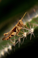 Grasshopper