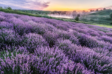 Fototapeta na wymiar Colorful flowering lavandula or lavender field in the dawn light.