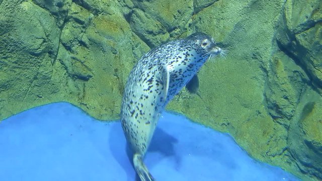 海洋生物の暮らし