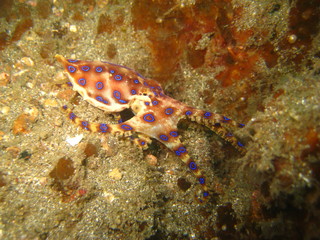 Blauring-Oktopus