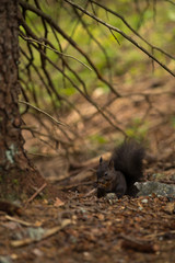 Obraz premium squirrel eating in forest